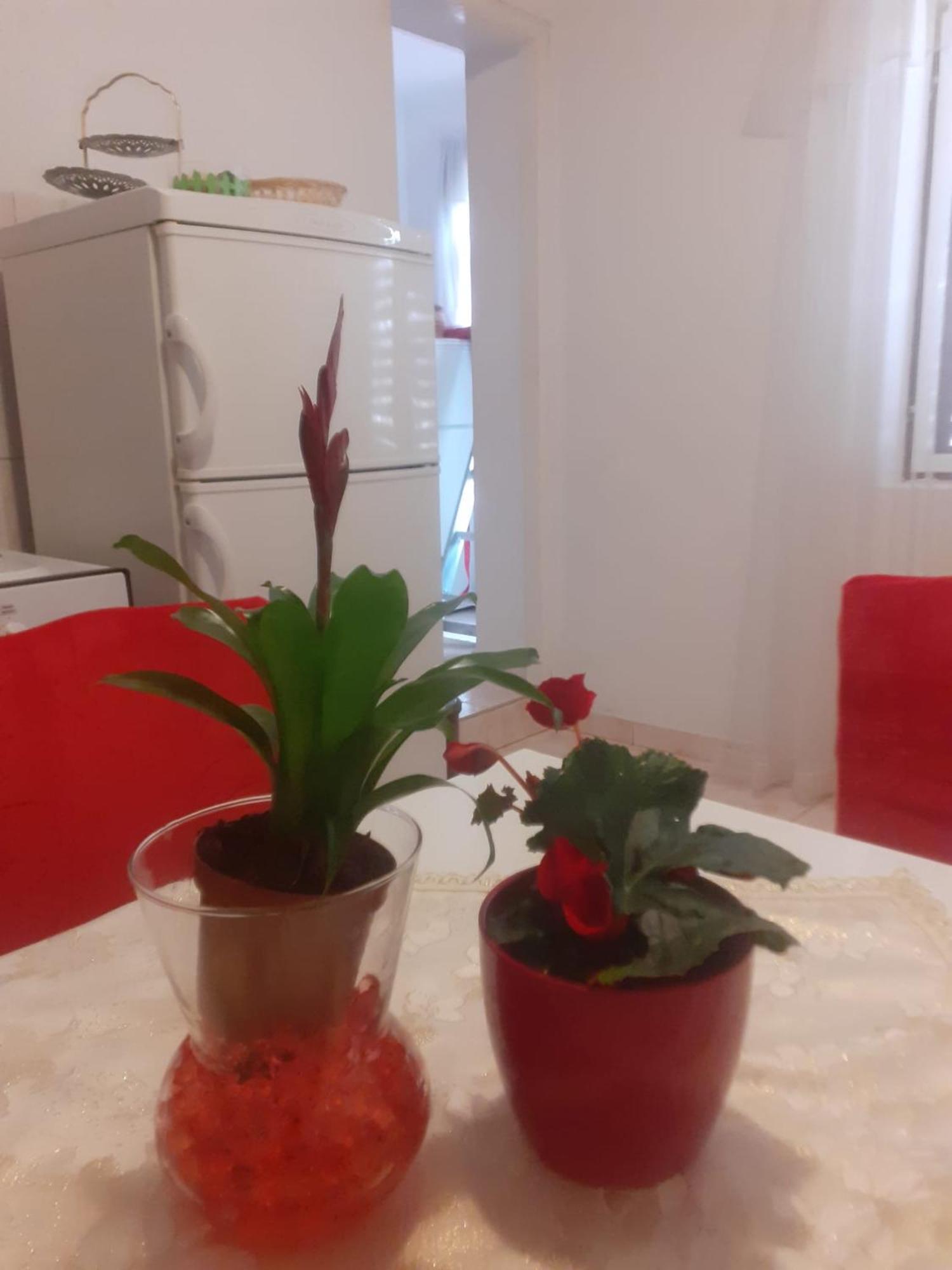 Apartman Sunce Raslina Екстер'єр фото